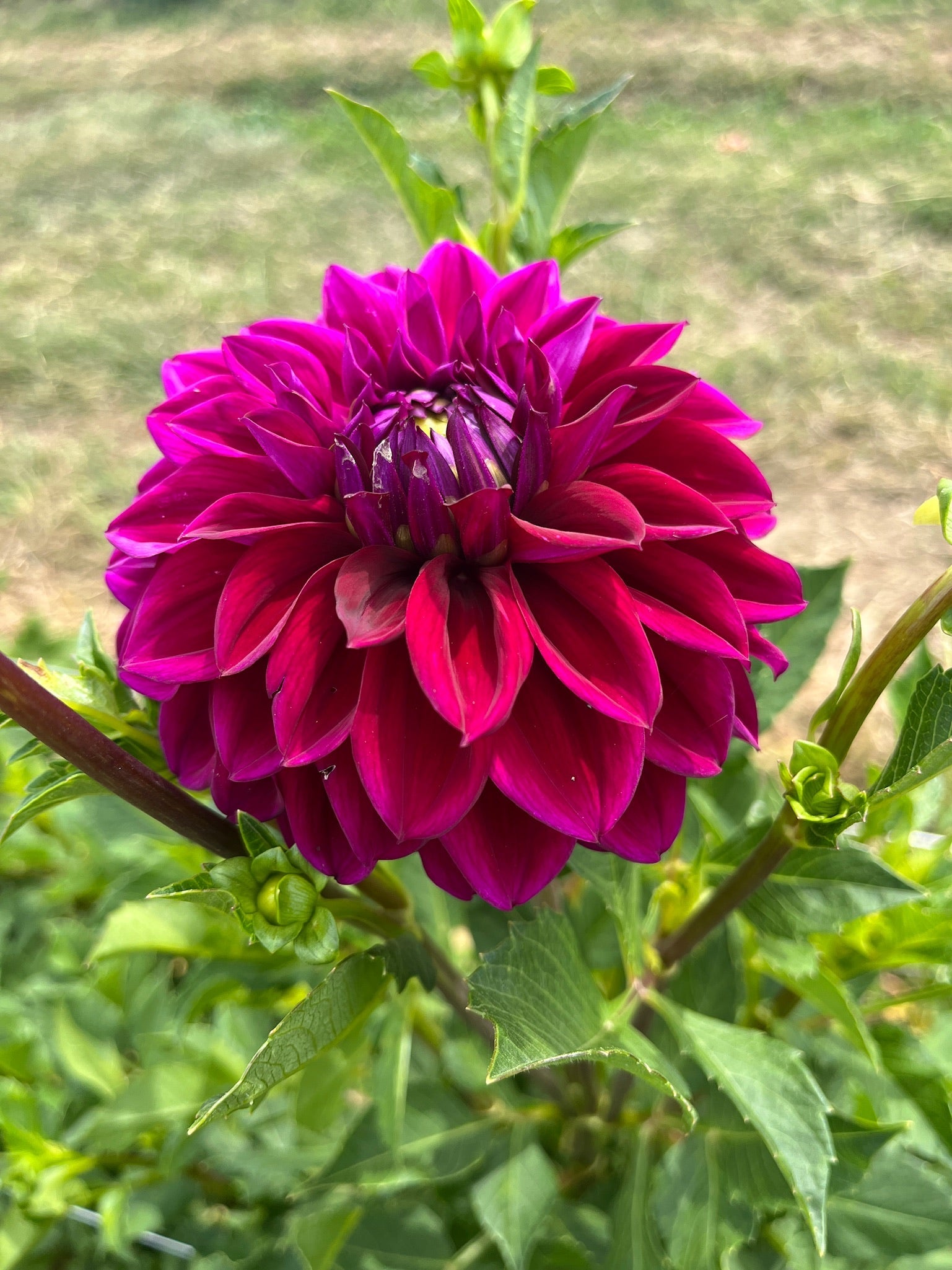 Dahlia Medium-Diva