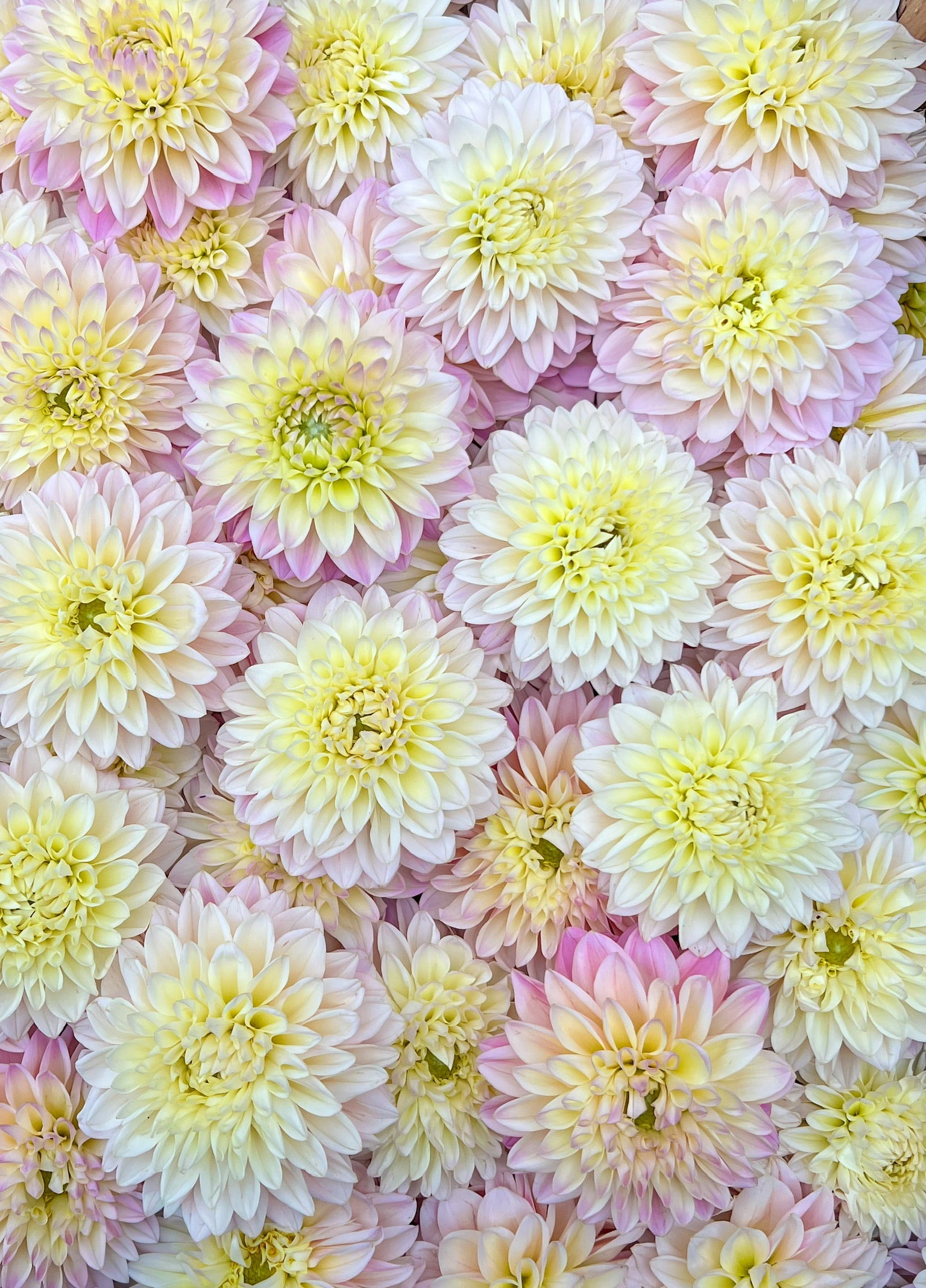 Dahlia Medium-Coralie