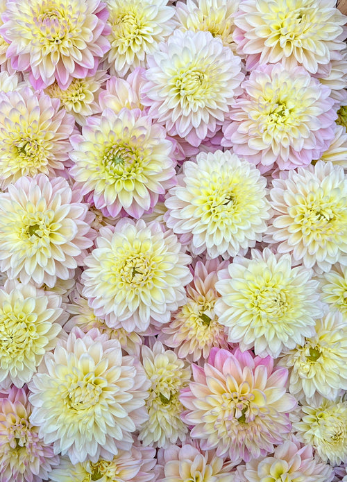 Dahlia Medium-Coralie