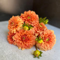 Dahlia Medium-Bracken Palomino