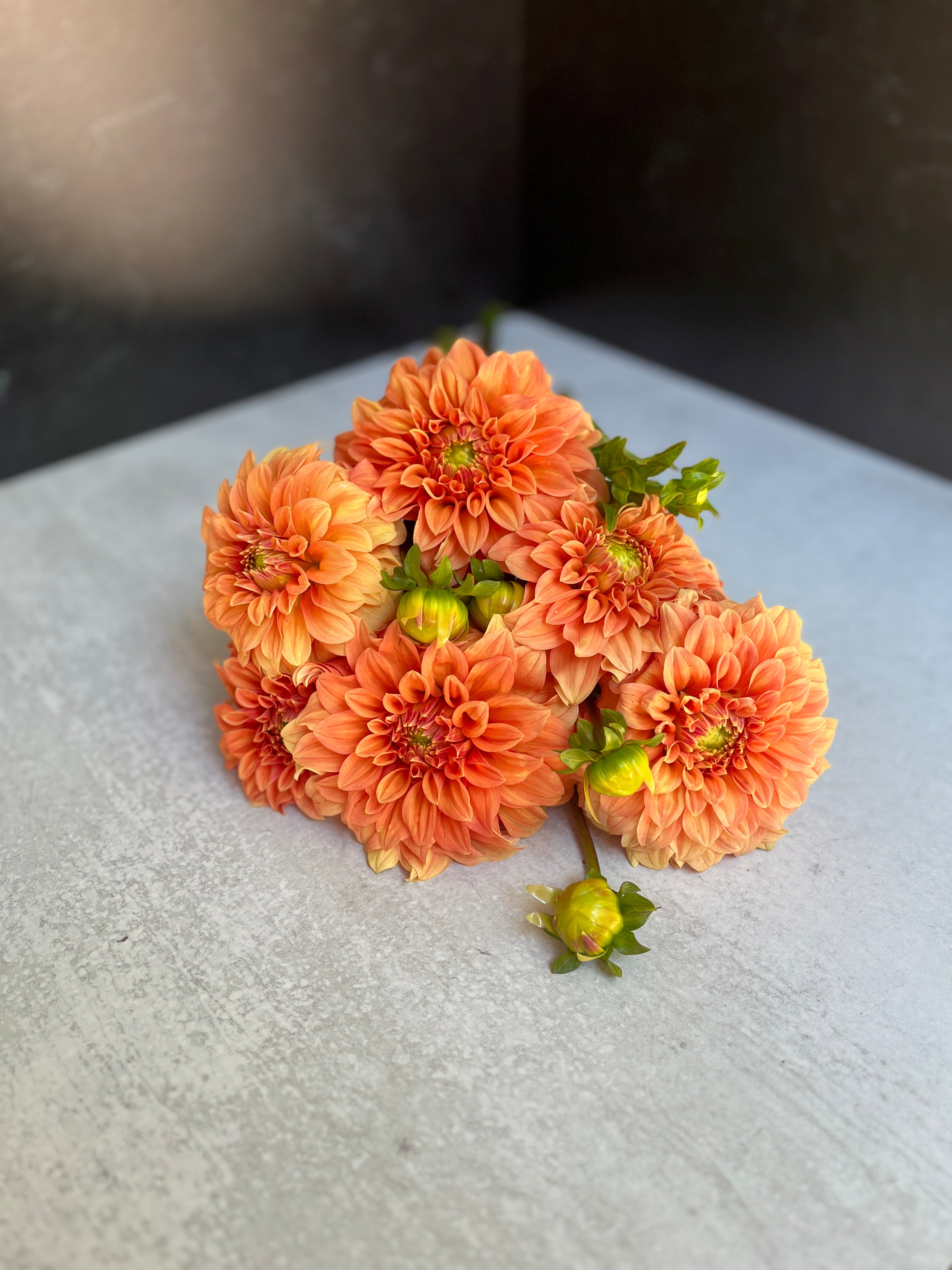 Dahlia Medium-Bracken Palomino