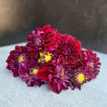 Dahlia Medium-Diva