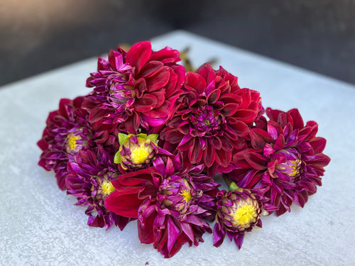 Dahlia Medium-Diva