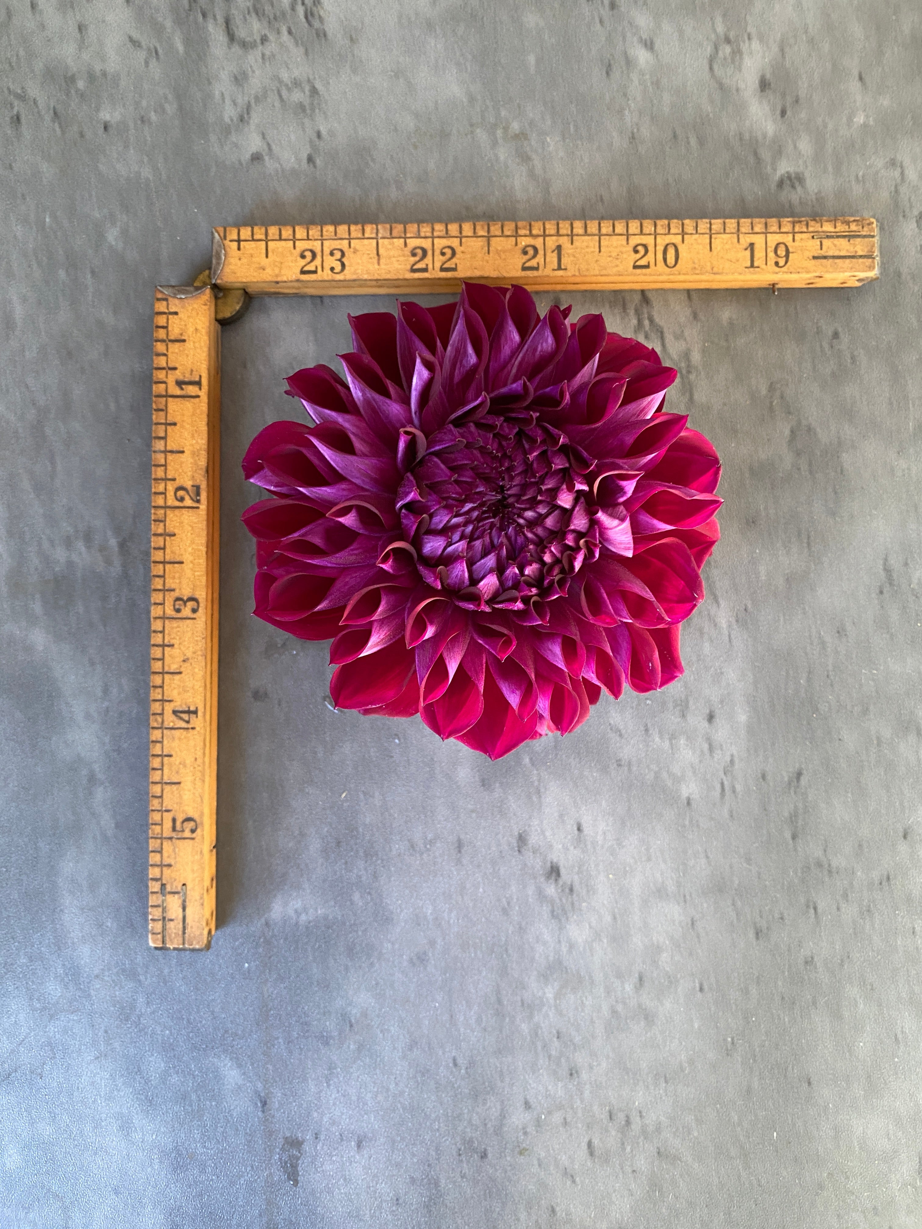 Dahlia Medium-Diva