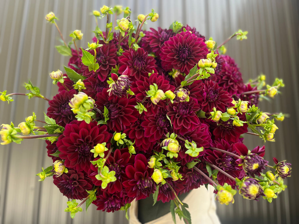 Dahlia Medium-Diva