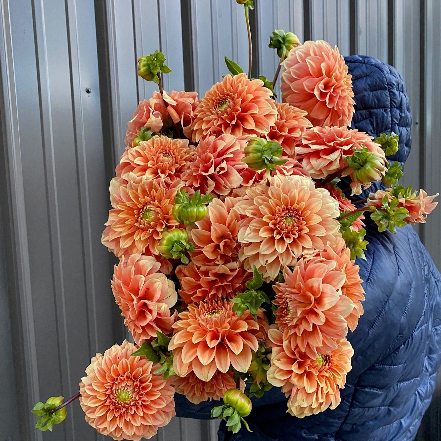 Dahlia Medium-Bracken Palomino