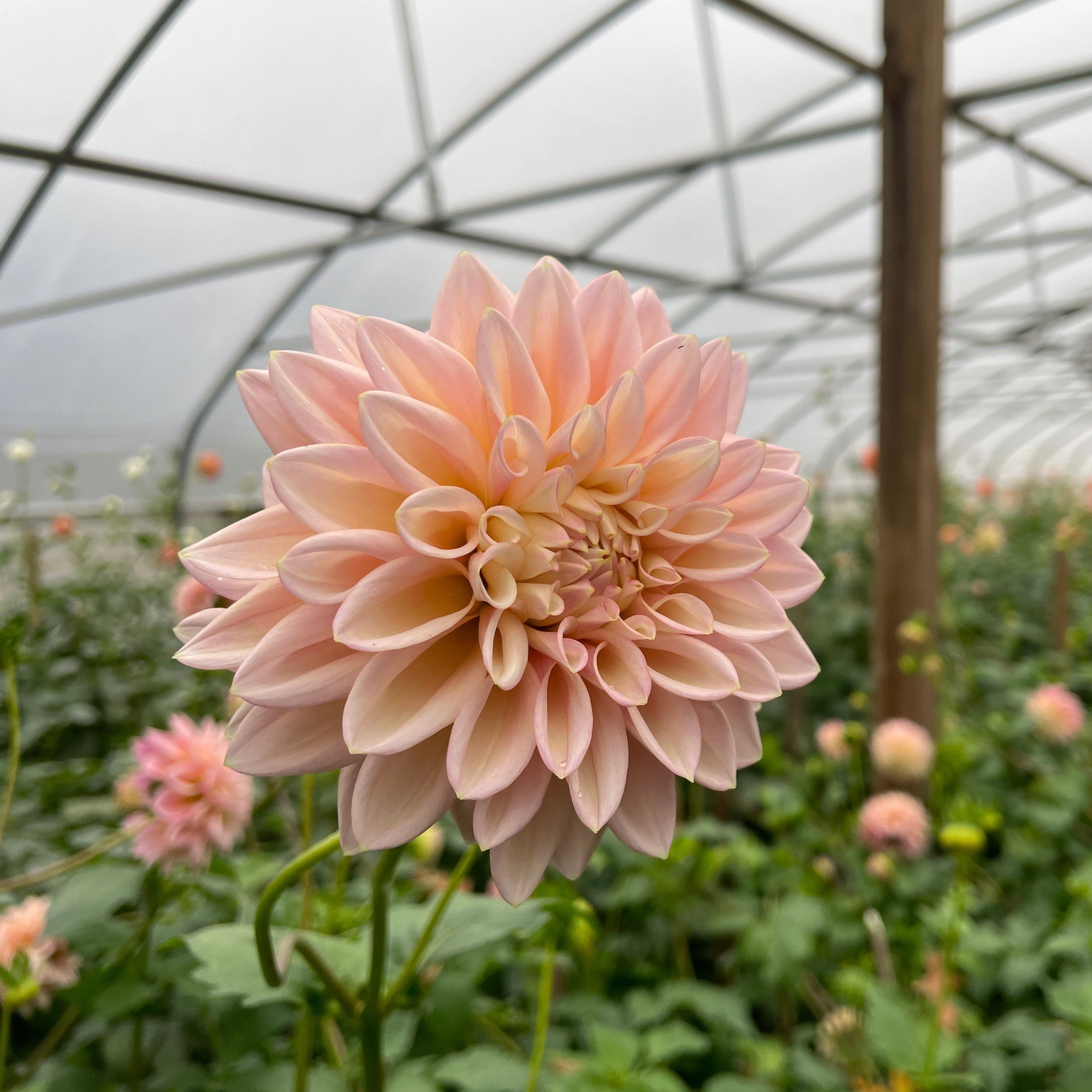 Dahlia Medium-Coralie