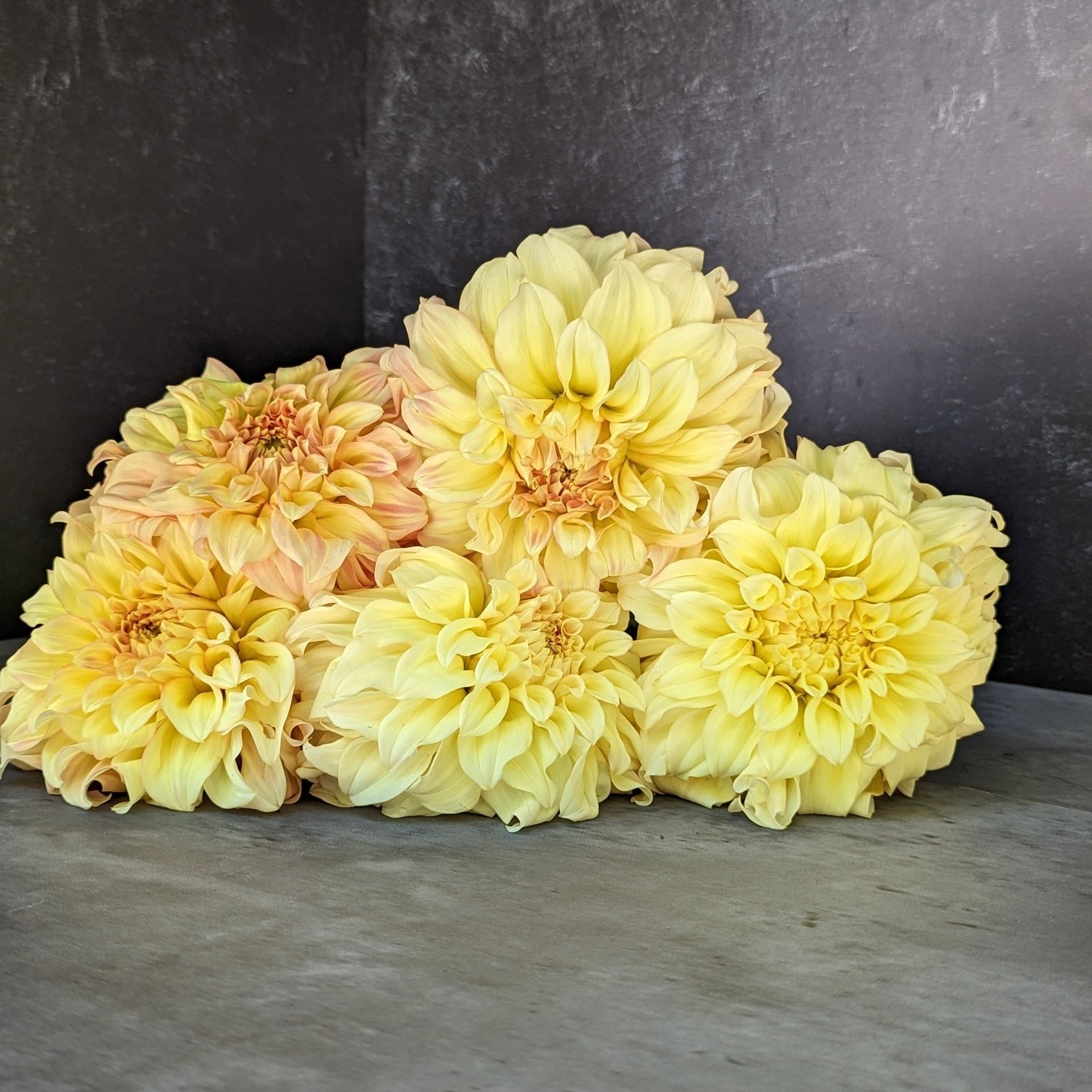 Dahlia Medium-Bracken Sarah