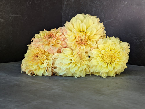 Dahlia Medium-Bracken Sarah