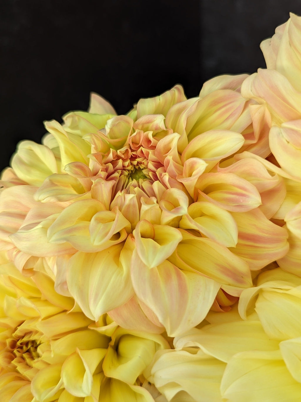 Dahlia Medium-Bracken Sarah