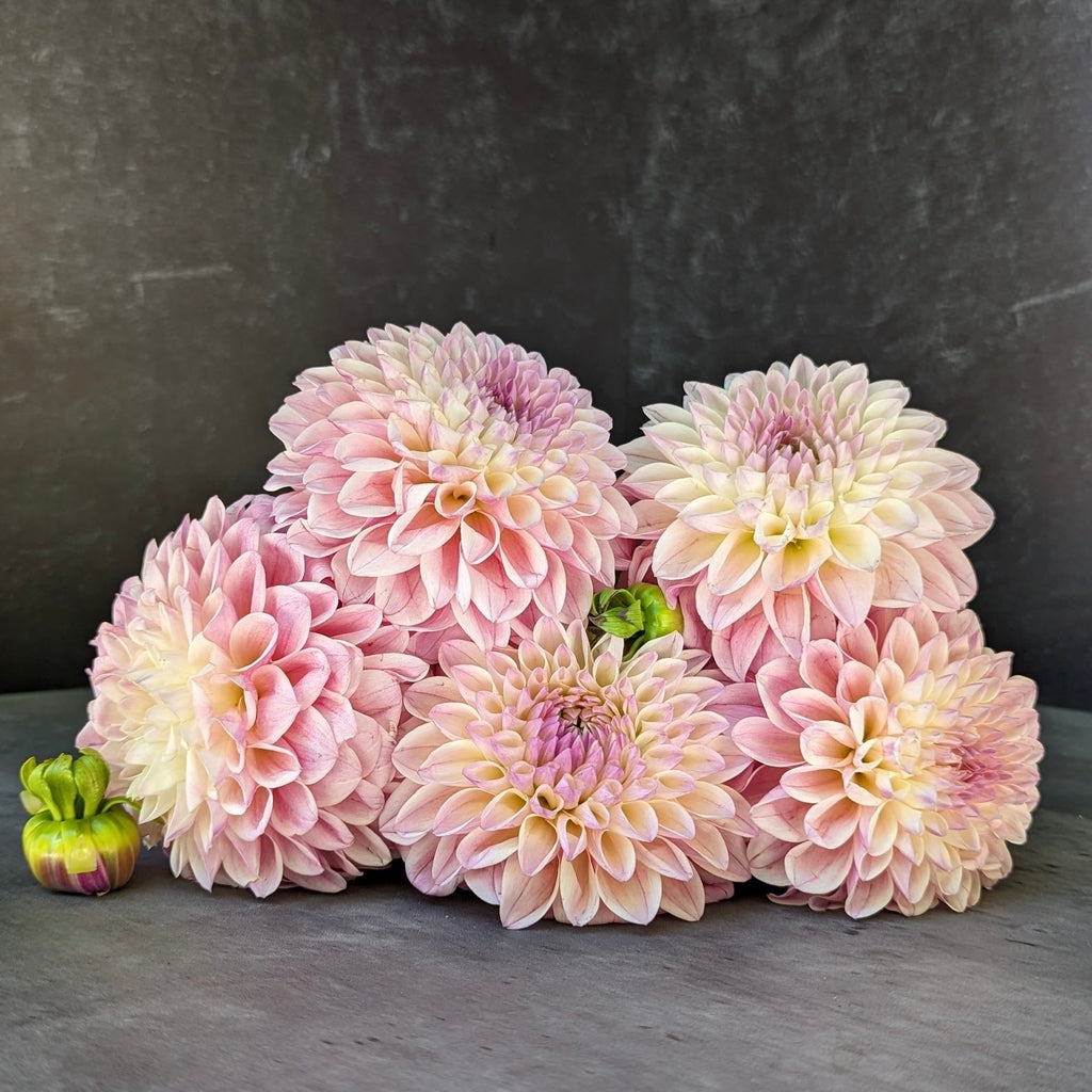 Dahlia Medium-Coralie