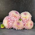 Dahlia Medium-Coralie