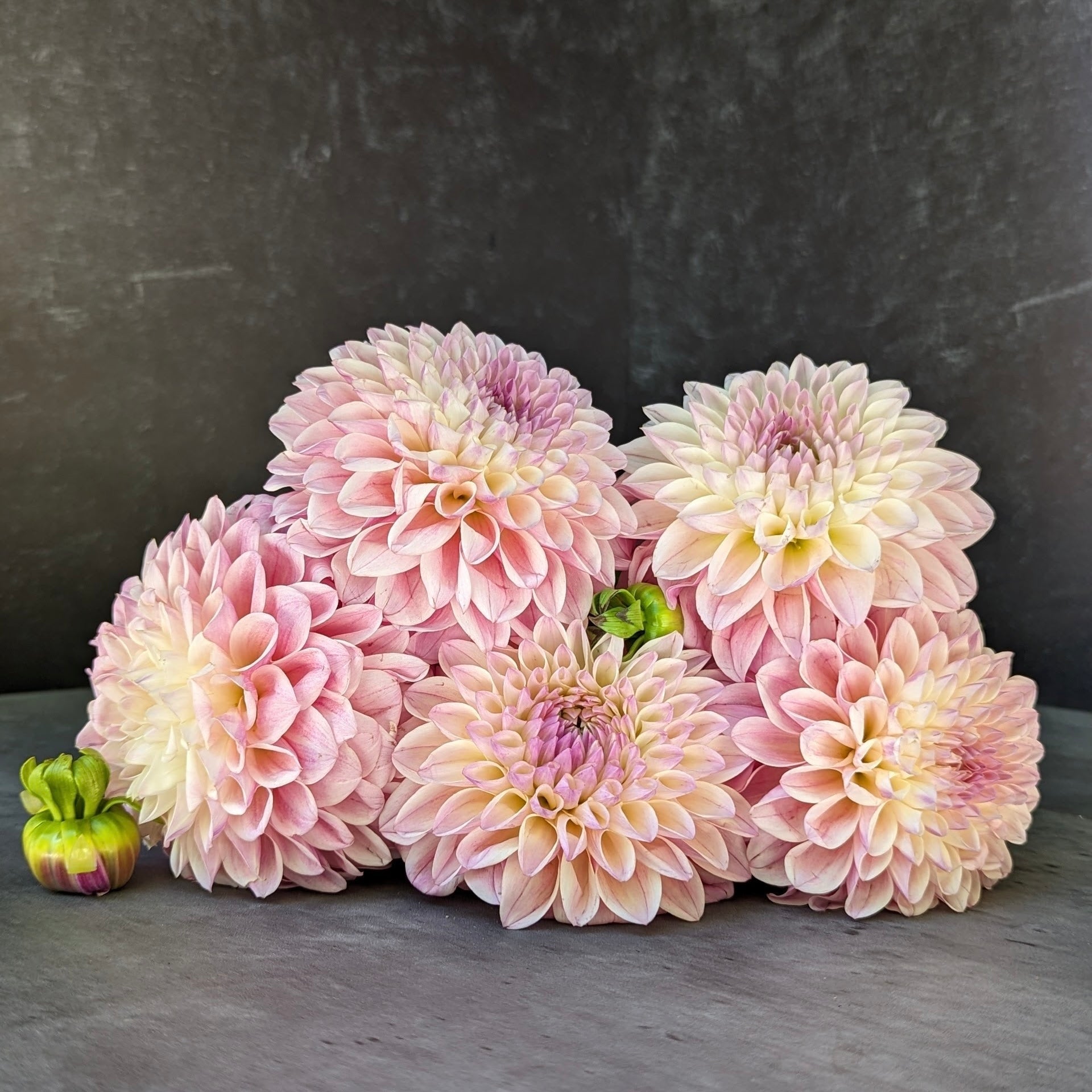 Dahlia Medium-Coralie