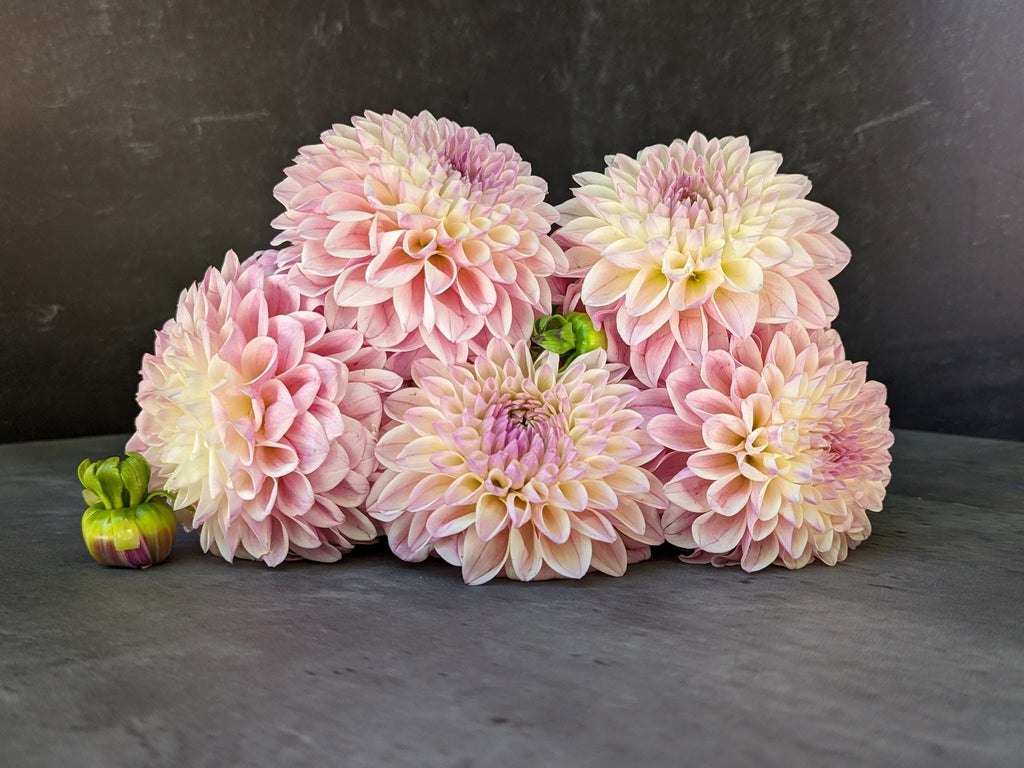 Dahlia Medium-Coralie