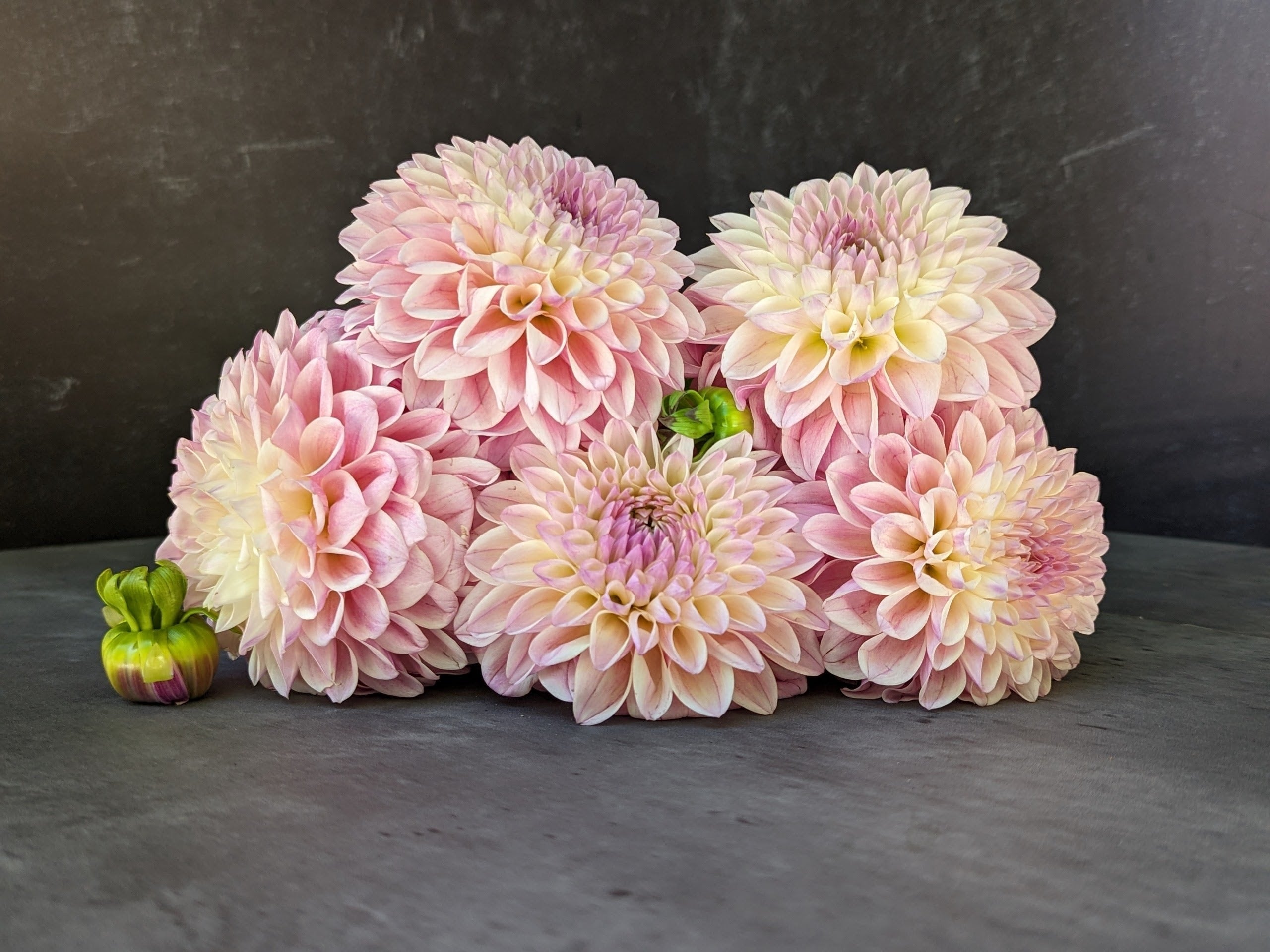 Dahlia Medium-Coralie