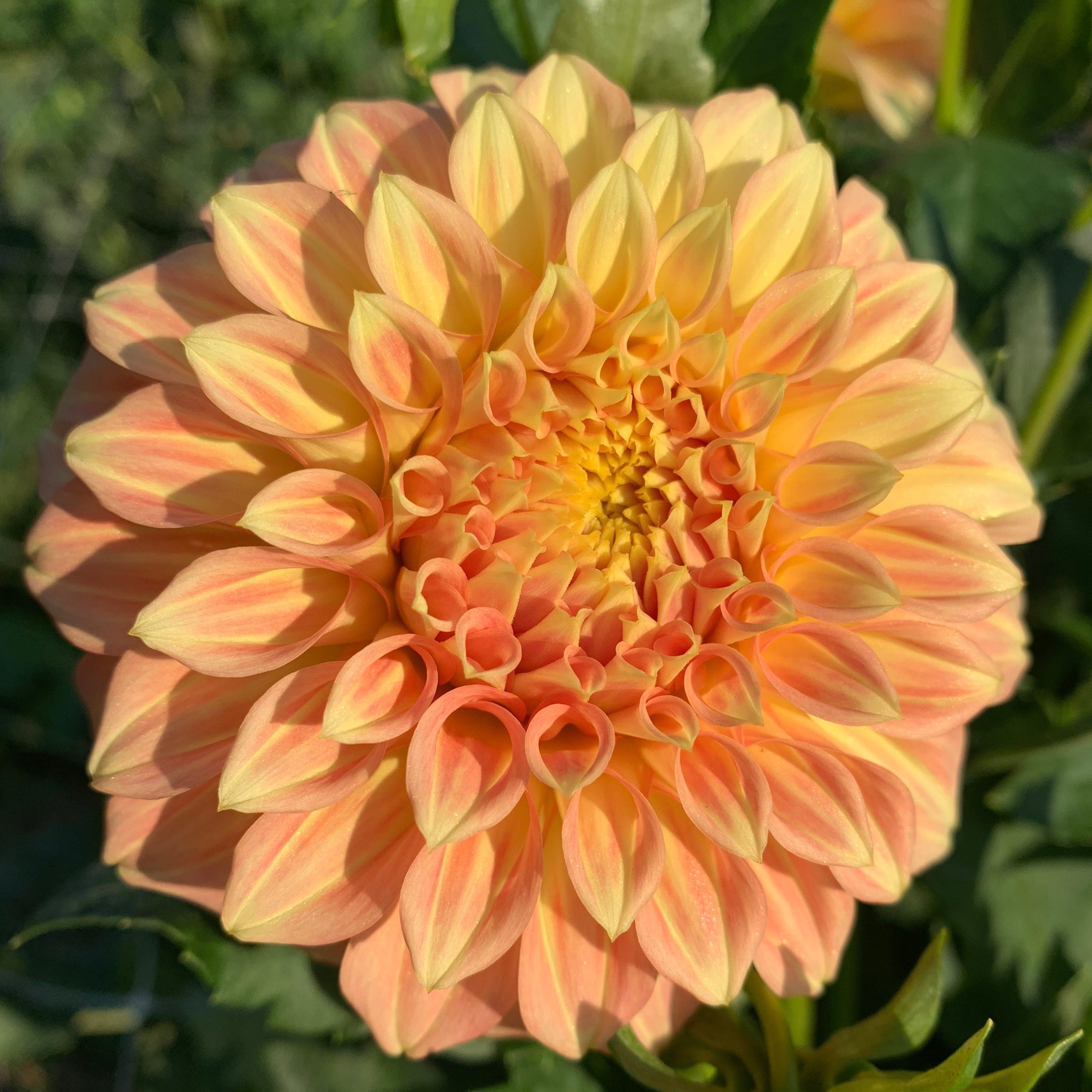 Dahlia Medium-Bracken Sarah
